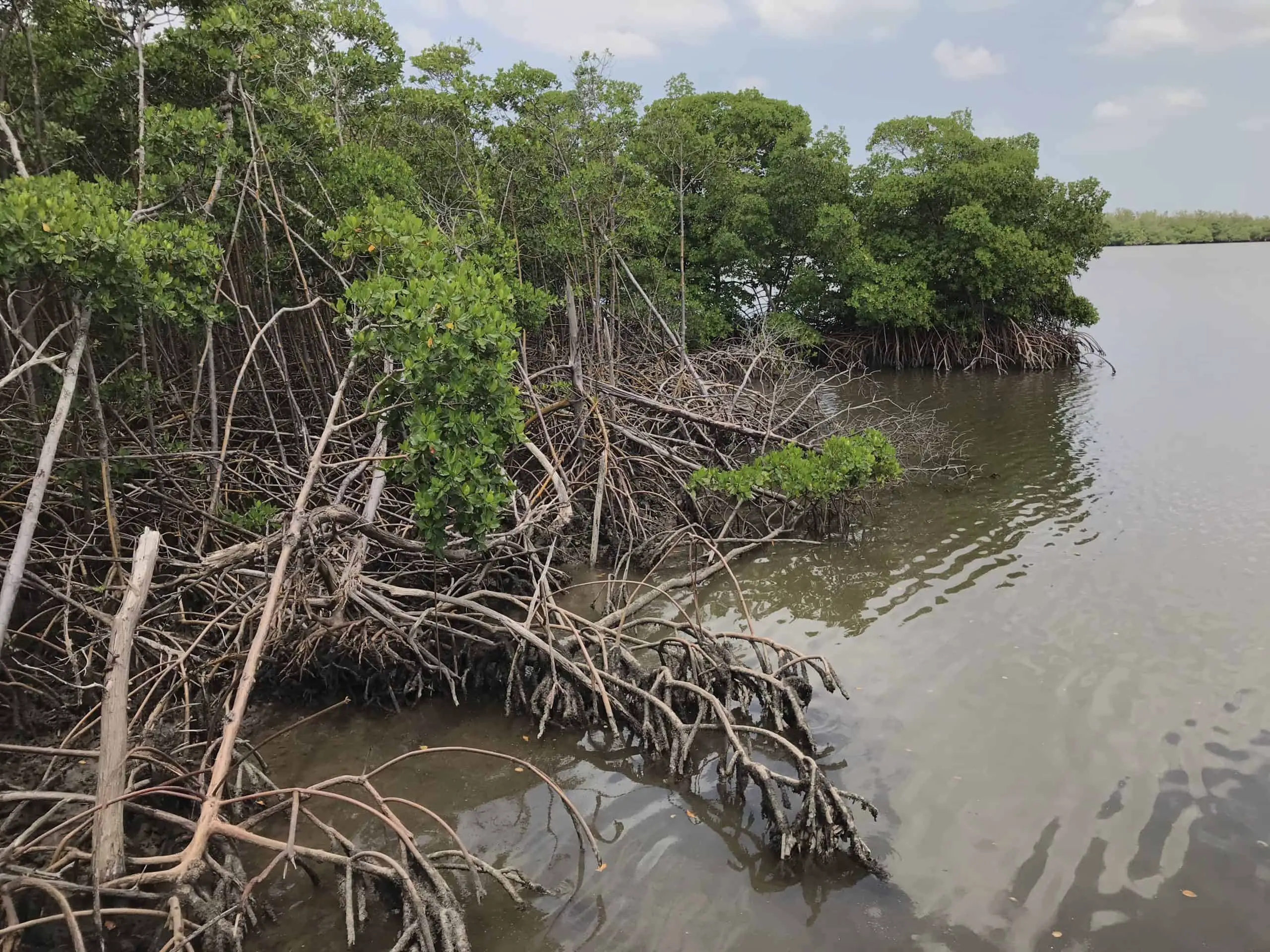 A mangrove forest. Trees with green leaves. Brown bark, with some of the roots submerged in the brackish sea. in Fort Lauderdale/Hollywood, Florida, United States. At the Anne Kolb Nature Center.