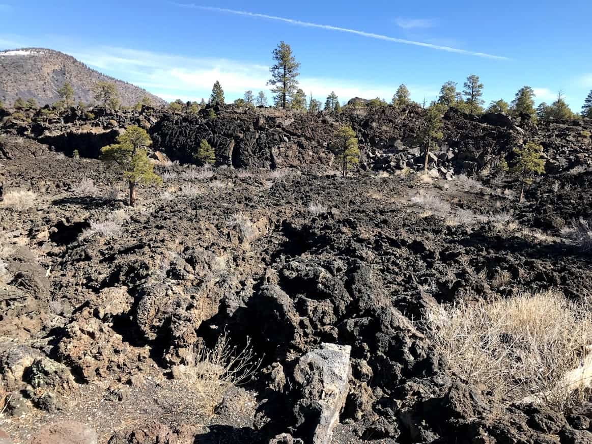 Black ancient lava flows cover the land. Some young bushes and pine trees are growing back.  Sunset Crater Volcano National Monument in Northern Arizona nearby Flagstaff, United States of America