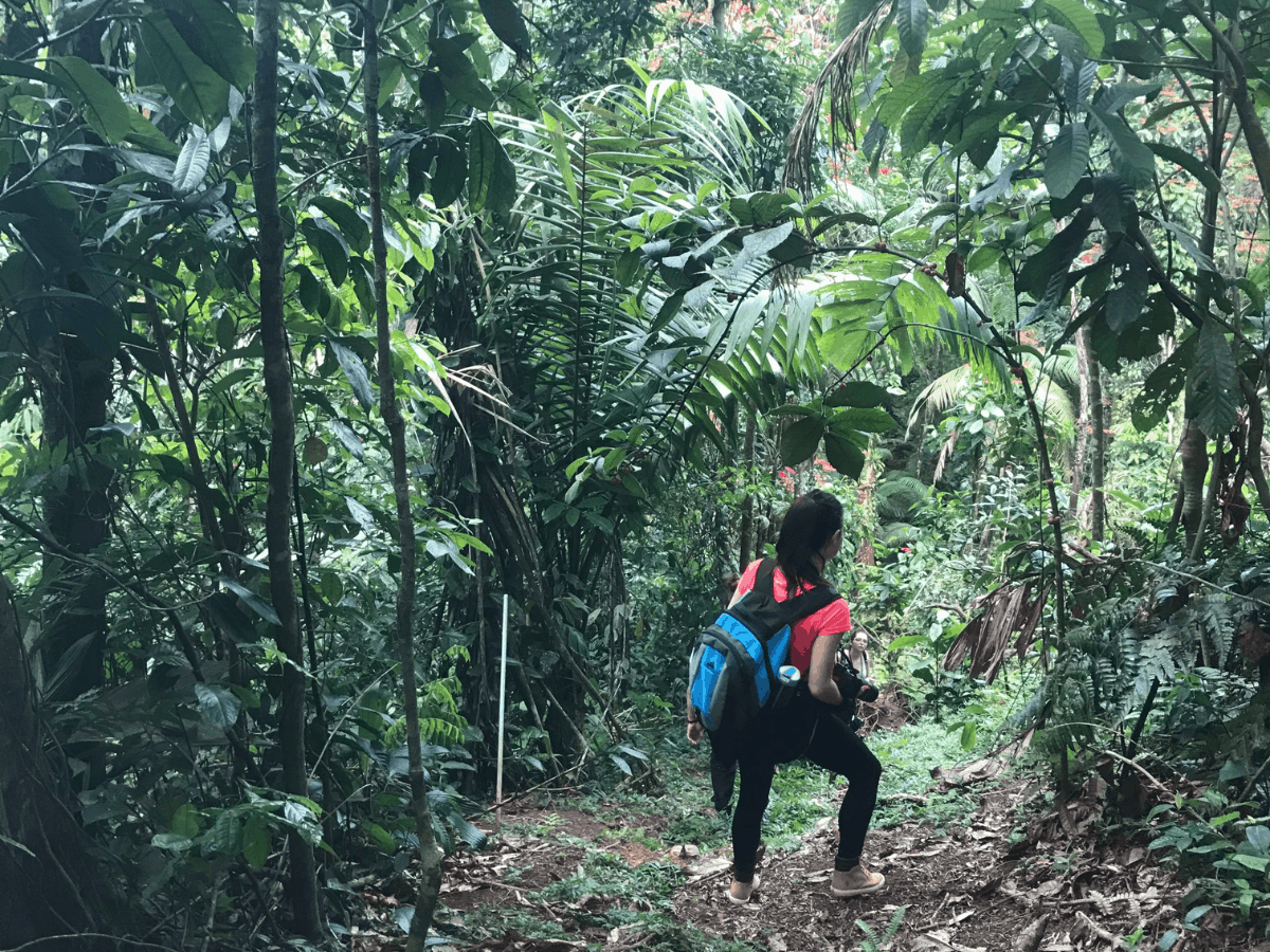 A classmate in a pink shirt is hiking through the jungle rain forest underneath a canopy of leaves. Green leaves and trees and plants all over the place. The La Selva Biological Station in Puerto Viejo de Sarapiquí in the Heredia Province of Costa Rica, Central America.