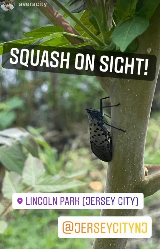 The City of Jersey City's Instagram story with a photo of the spotted lanternfly on a tree in their beloved green space, Lincoln Park, with the caption, "Squash on sight!" Jersey City, New Jersey, United States of America.