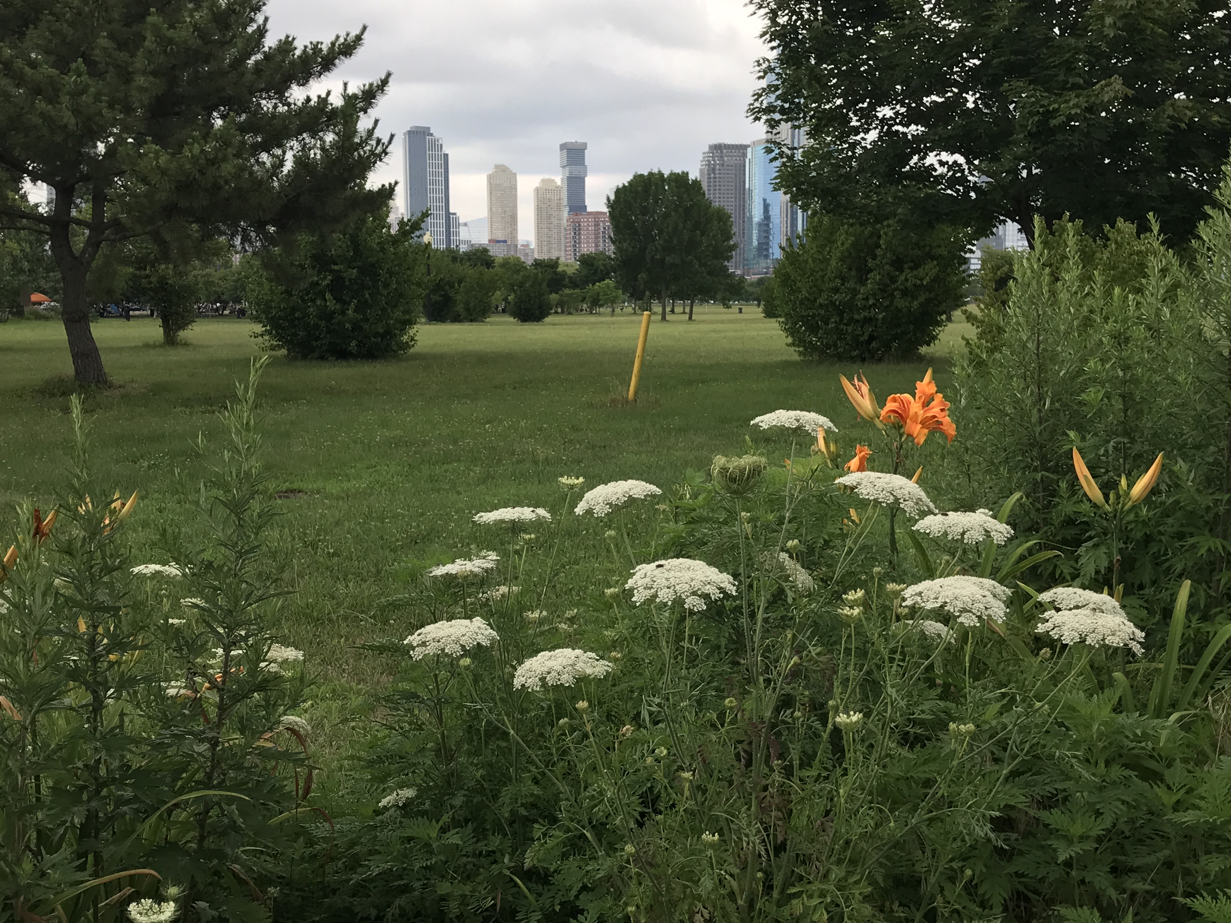 A field of flowers and green grass of Liberty State Park, Jersey City, New Jersey, United States. New York City skyscraper cityscape in the background. Cloudy sky
