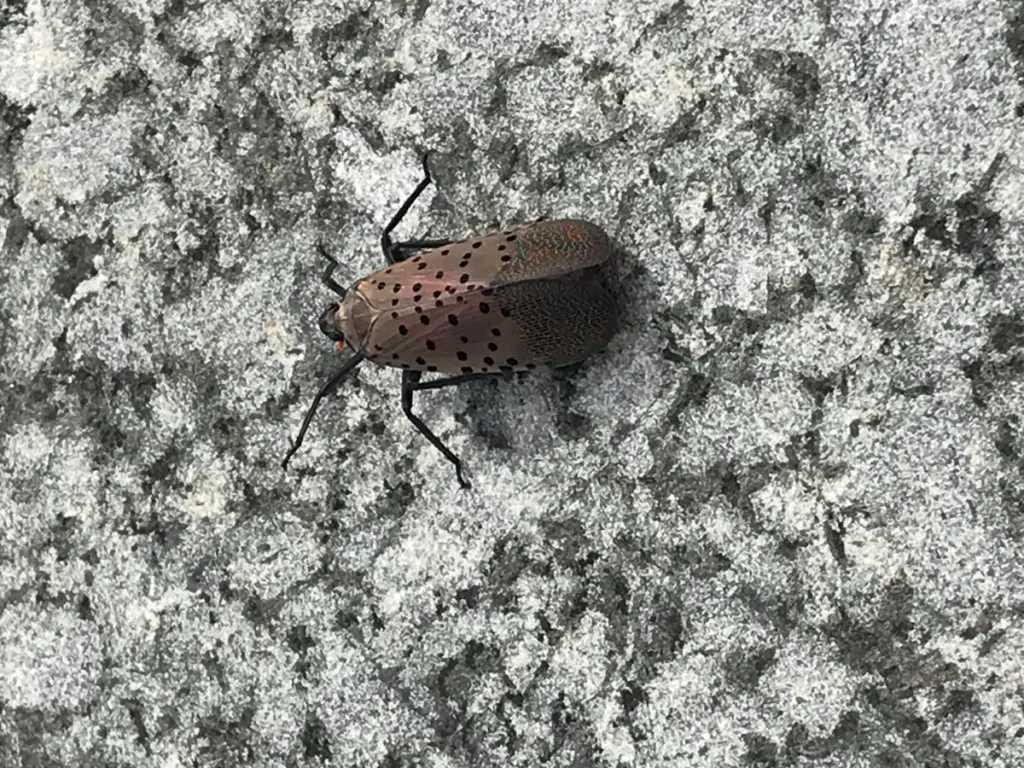 A close-up photo of a spotted lanternfly. Its gray back wings are covered in black dots. Parked on the marble ground of the 9/11 Teardrop Memorial in Bayonne, New Jersey, United States of America.