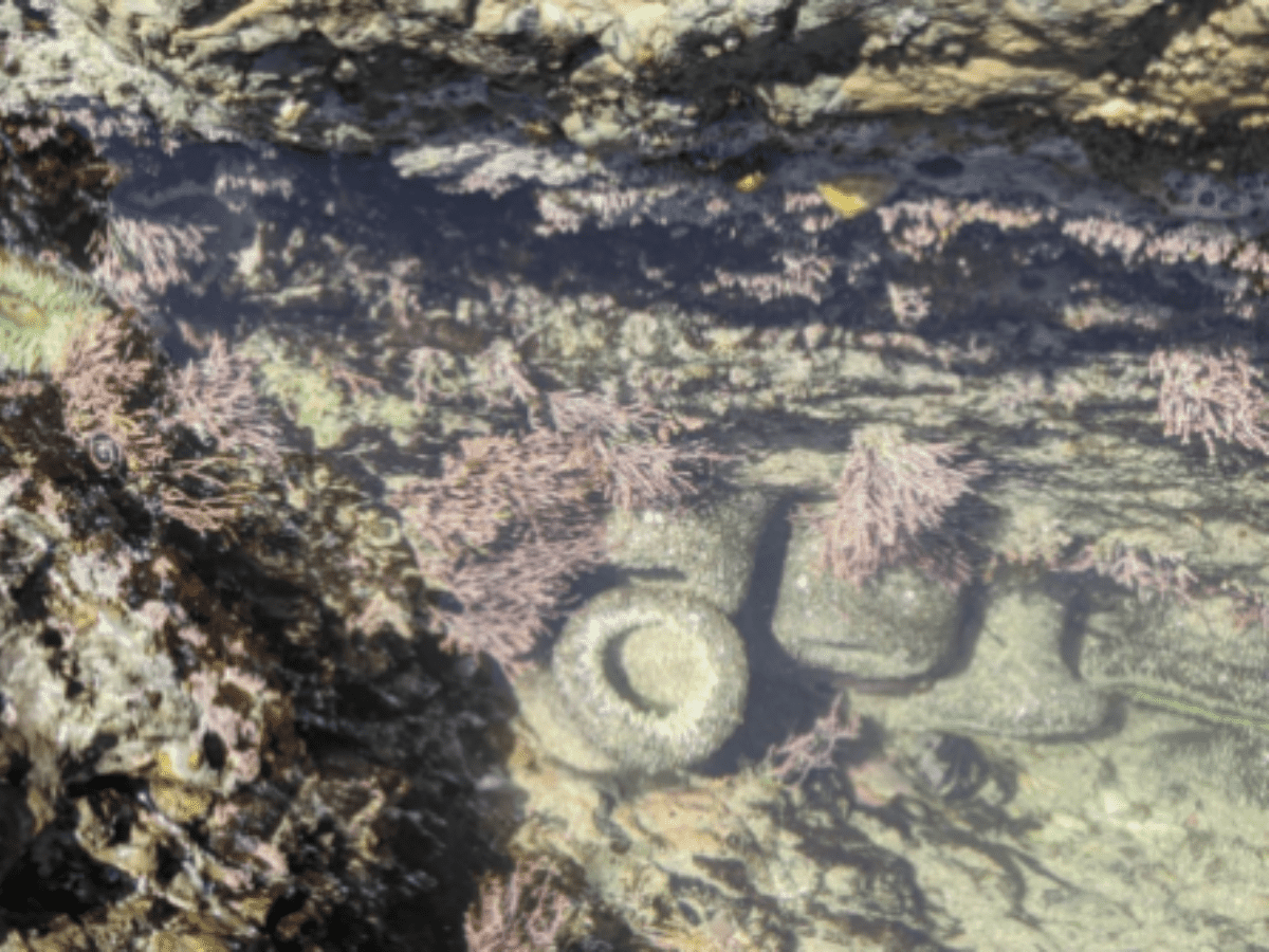 Light green tubular anemones and purple coral grow in a shallow gray tidepool. Panther Beach, Santa Cruz, California, United States of America.