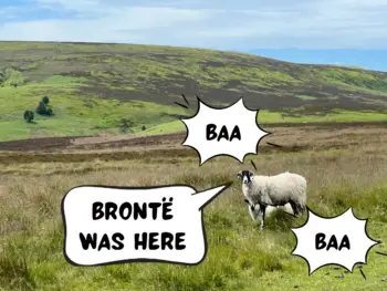 Two sheep are on the green grass of the moors, with purple flowers in the background. In a comic text speech bubble, a sheep is saying, "Brontë was here." There are also "baa" sound effect boxes. The Moors nearby Haworth, Bradford, West Yorkshire, England, United Kingdom.