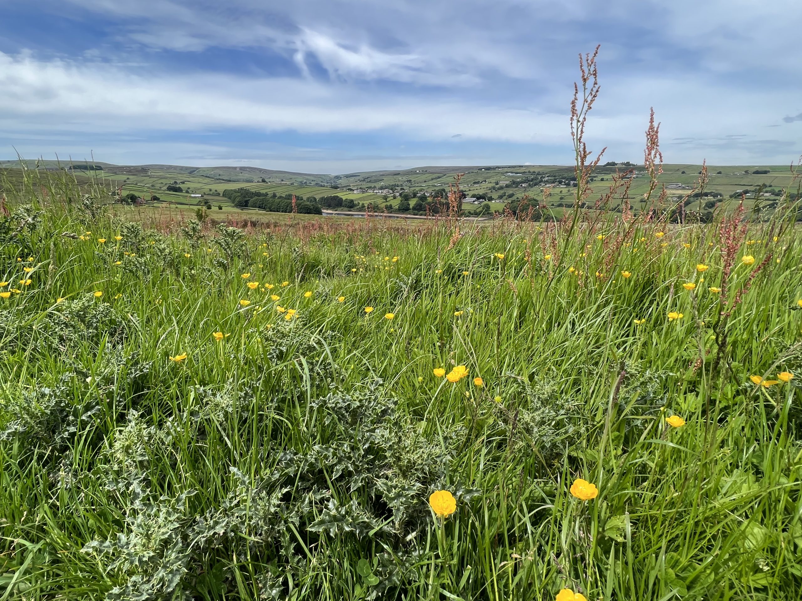 Yellow and dark purple flowers grow within the tall green grasses in the moors. Rolling green hills are in the background, with buildings sitting on the hillsides. The moors, Haworth, Bradford, West Yorkshire, England, United Kingdom.