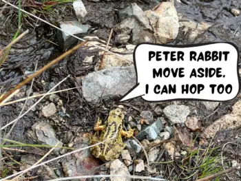 A yellow and black frog is resting on some rocks and mud in Lake District National Park, England, United Kingdom. In a comic text speech bubble, the frog is saying, "Peter Rabbit move aside. I can hop too."