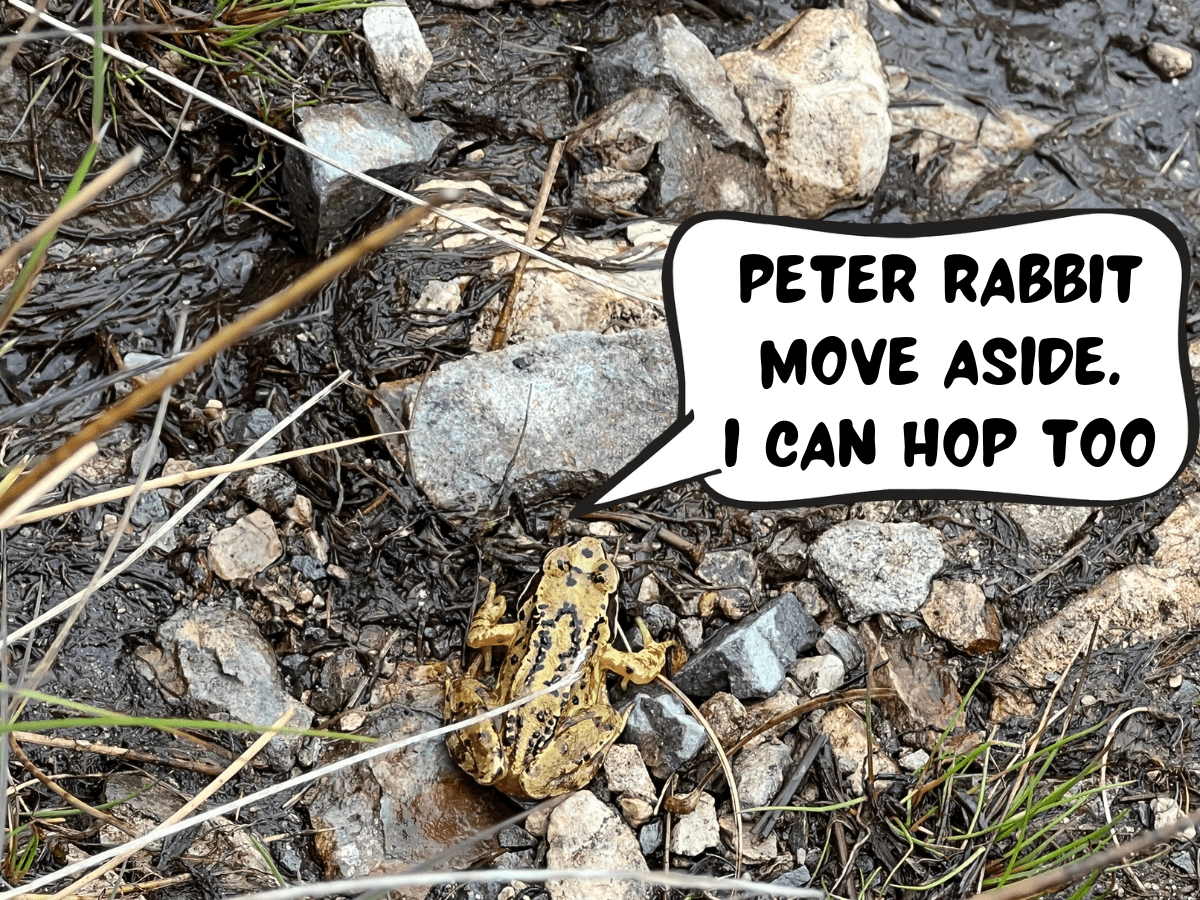 A yellow and black frog is resting on some rocks and mud in Lake District National Park, England, United Kingdom. In a comic text speech bubble, the frog is saying, "Peter Rabbit move aside. I can hop too."