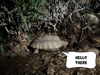 A tortoise resting under desert scrub at night. In a comic speech bubble, it says, "Hello there"